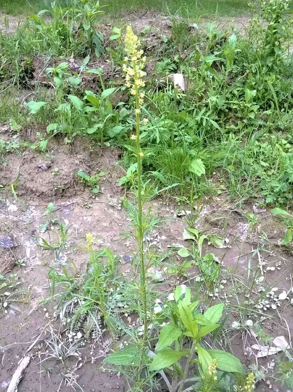 Reseda lutea (Resedaceae)